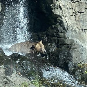 Grizzly Bear Relaxing Under Waterfall