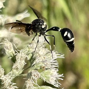 Fraternal Potter Wasp