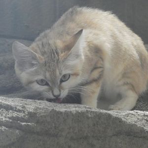 Sand Cat at the Greensboro Science Center