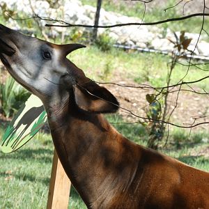 Okapi at the Greensboro Science Center