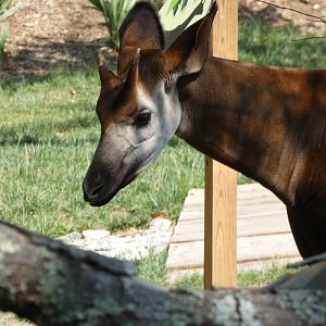 Okapi at the Greensboro Science Center