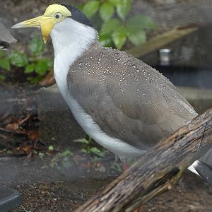 Masked Lapwing at the Greensboro Science Center