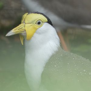 Masked Lapwing at the Greensboro Science Center