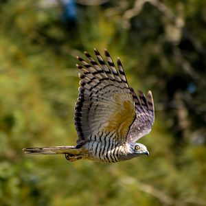 Pacific Baza