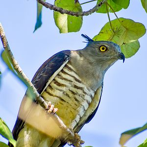 Pacific Baza