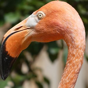 Caribbean Flamingo at the Greensboro Science Center