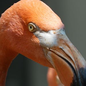 Caribbean Flamingo at the Greensboro Science Center