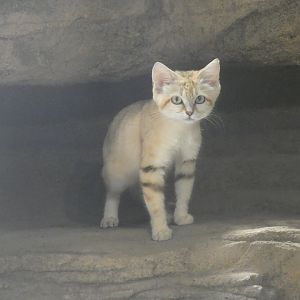 Sand Cat at the Greensboro Science Center