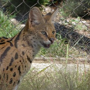 Serval at the Greensboro Science Center