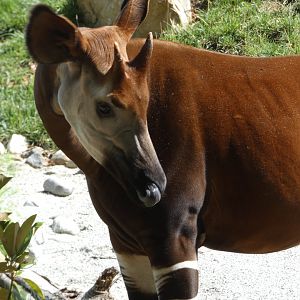Okapi at the Greensboro Science Center