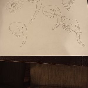 African elephant sketches