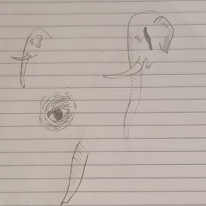 Asian elephant sketches