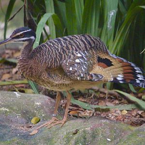 Sunbittern (Eurypyga helias)