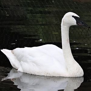 Trumpeter swan (Cygnus buccinator)