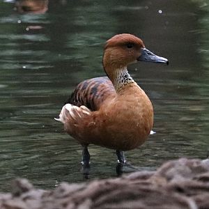 Fulvous whistling duck (Dendrocygna bicolor)