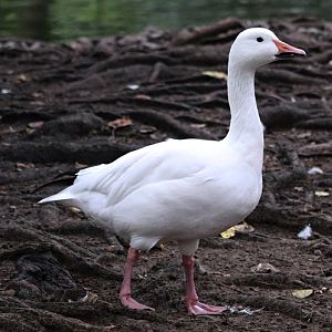 Greater snow goose (Anser caerulescens atlanticus)