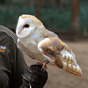 Barn owl (Tyto alba)
