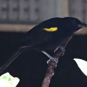 Epaulet oriole (Icterus cayanensis cayanensis)