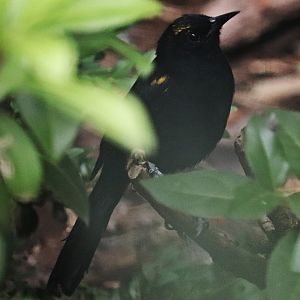 Moriche oriole (Icterus cayanensis chrysocephalus) ??