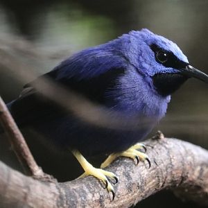 Potential shining honeycreeper (Cyanerpes lucidus)