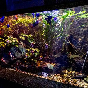 tank of Amazon river