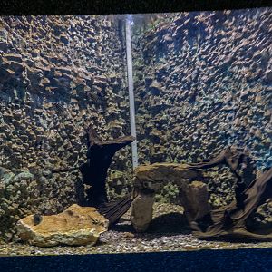 tank of banded cichlid