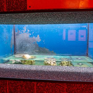 tank of Chinese softshell turtle