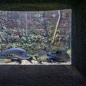 tank of Clown featherback