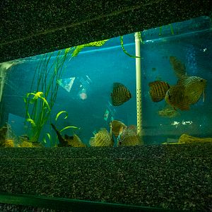 tank of Discus