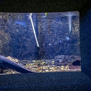 tank of Wels catfish