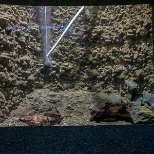 tank of Walking catfish