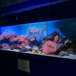 coral reef tank