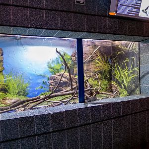 tank of Greek tortoise