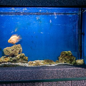 tank of Red Parrot cichlid
