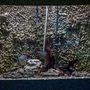 tank of piranha
