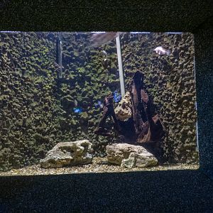 tank of Siamese tiger perch