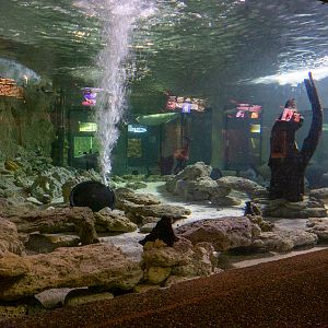 tank of Amazon river