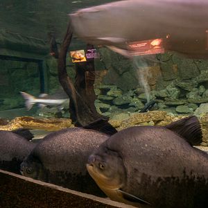 tank of Amazon river