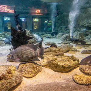 tank of Amazon river