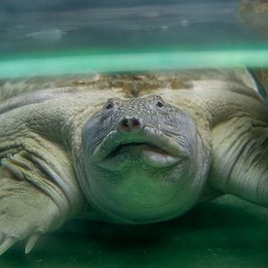 Chinese softshell turtle / Pelodiscus sinensis