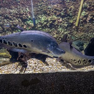 Clown featherback / Chitala ornata