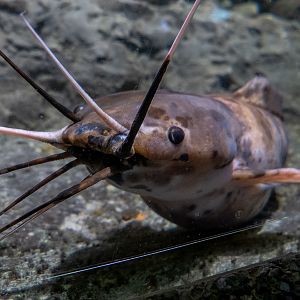 Walking catfish / Clarias batrachus