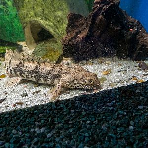 Saddled bichir / Polypterus endlicherii