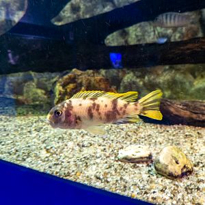 Pseudotropheus fainzilberi OB