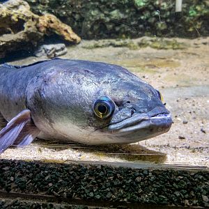 Indonesian snakehead / Channa micropeltes