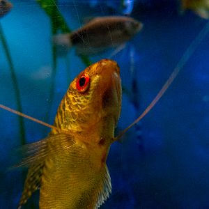 "Red" Three spot gourami / Trichopodus trichopterus f. domestica