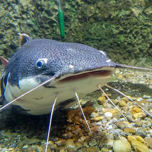 Redtail catfish / Phractocephalus hemioliopterus