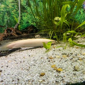 Gray bichir / Polypterus senegalus - albino