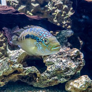 Black acara / Cichlasoma bimaculatum