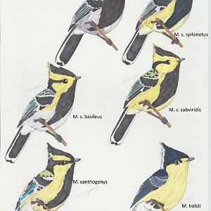 Machlolophus spilonotus ssp